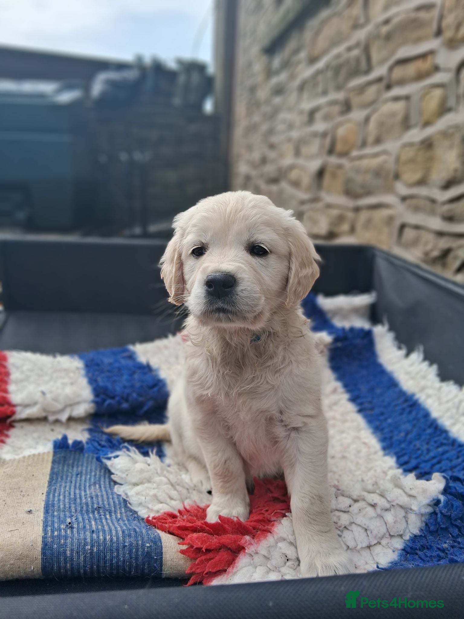 Golden Retriever dogs Female Golden Retrievers - Ready Sept 6th - Advert 9