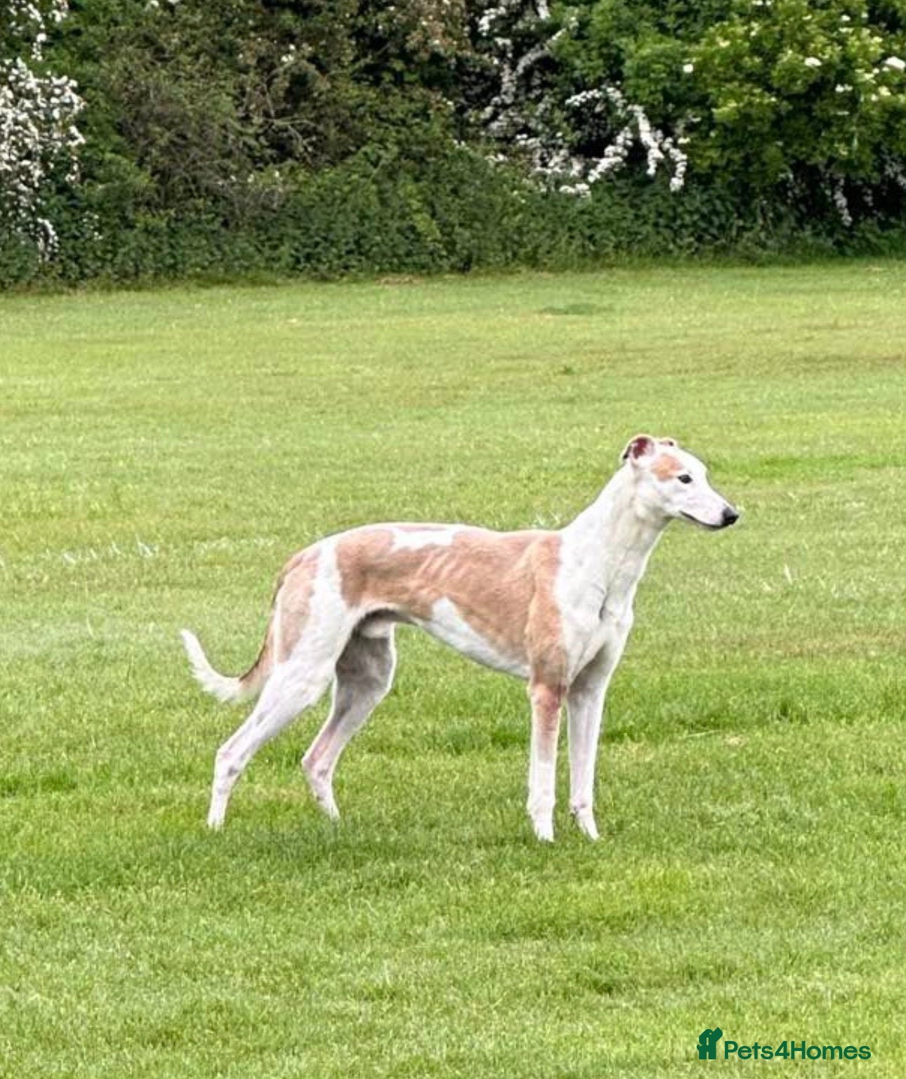 Lurcher dogs for sale: Lurcher puppies in Ludlow - Advert 8