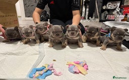French Bulldog dogs for stud: Outstanding Stud Rocco 🦍💙 - Image 4