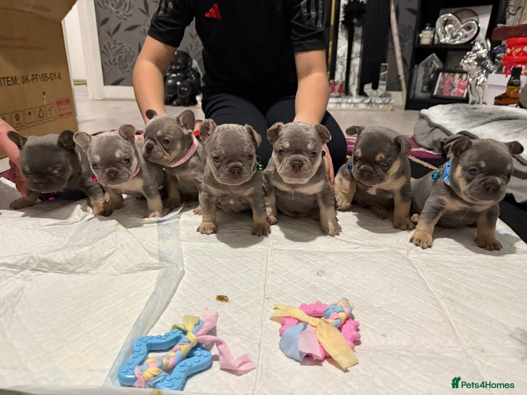 French Bulldog dogs for stud: Outstanding Stud Rocco 🦍💙 - Image 4