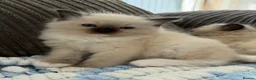 Ragdoll cats for sale: Beautiful pedigree ragdolls  - Advert 19