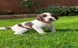 English Springer Spaniel dogs for sale: English Springer Spaniel puppies (2 lovely boys) - Image 7