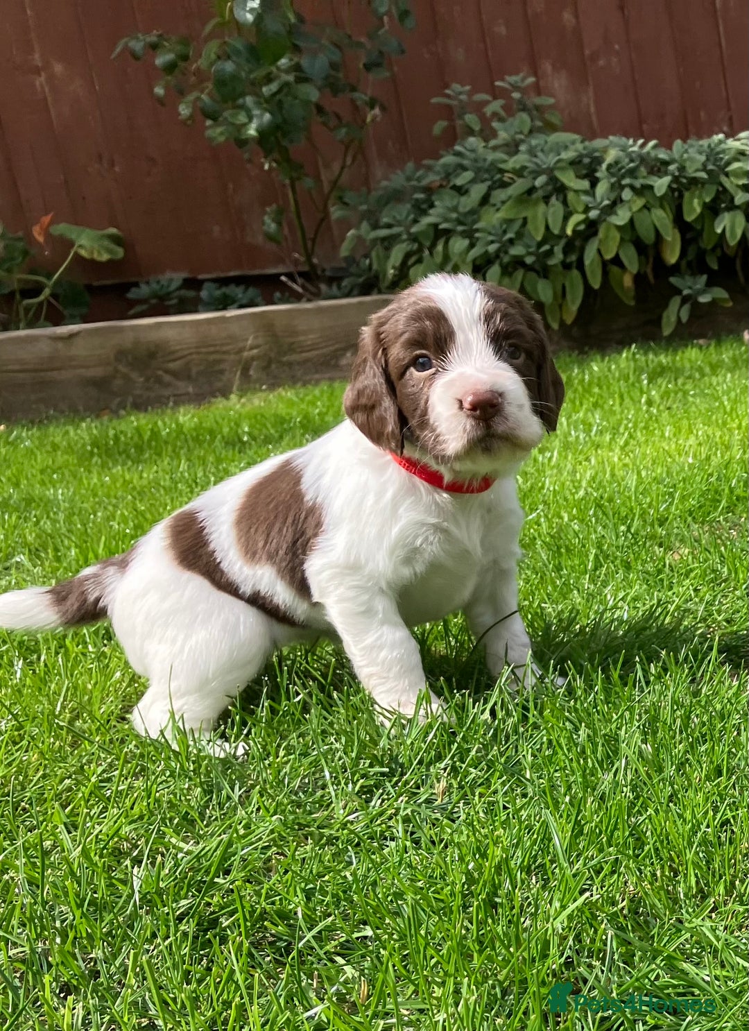 English Springer Spaniel dogs for sale: English Springer Spaniel puppies (2 lovely boys) - Image 7