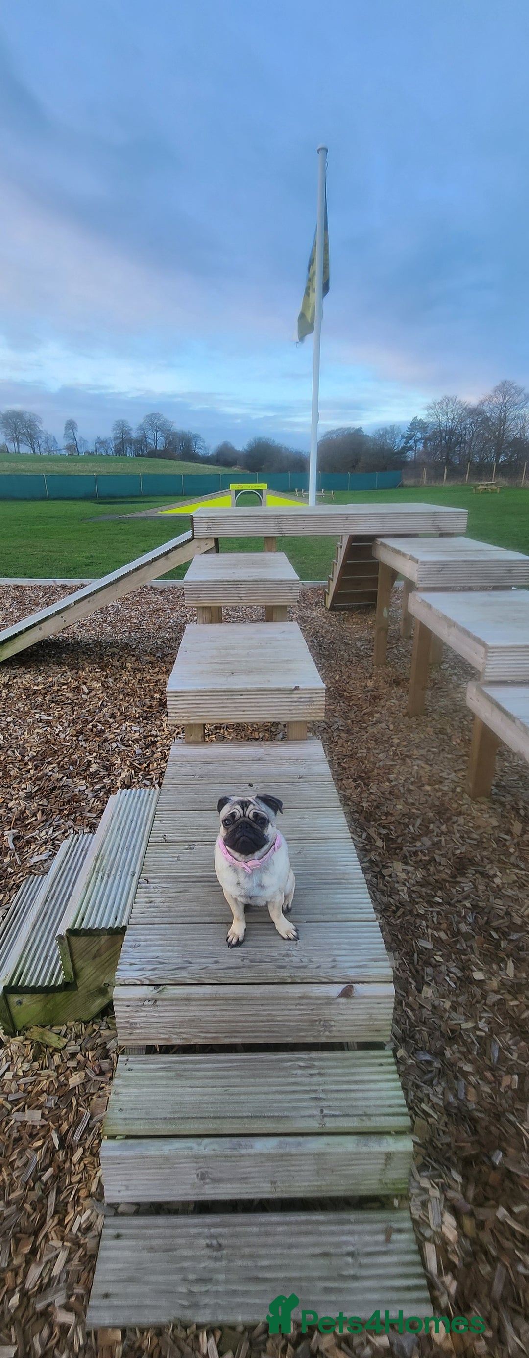 Pug dogs for sale: 1 year old Nala the pug - Advert 3