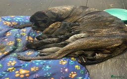 Cane Corso dogs for sale: Cane corso puppies  - Image 18