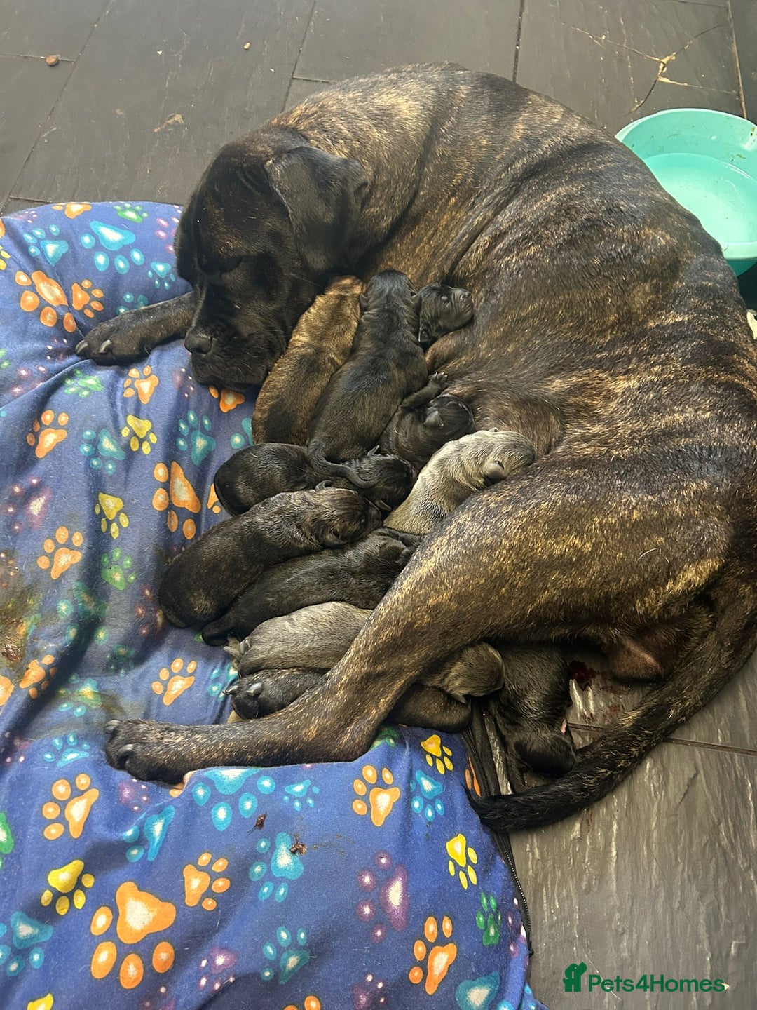 Cane Corso dogs for sale: Cane corso puppies  - Image 18