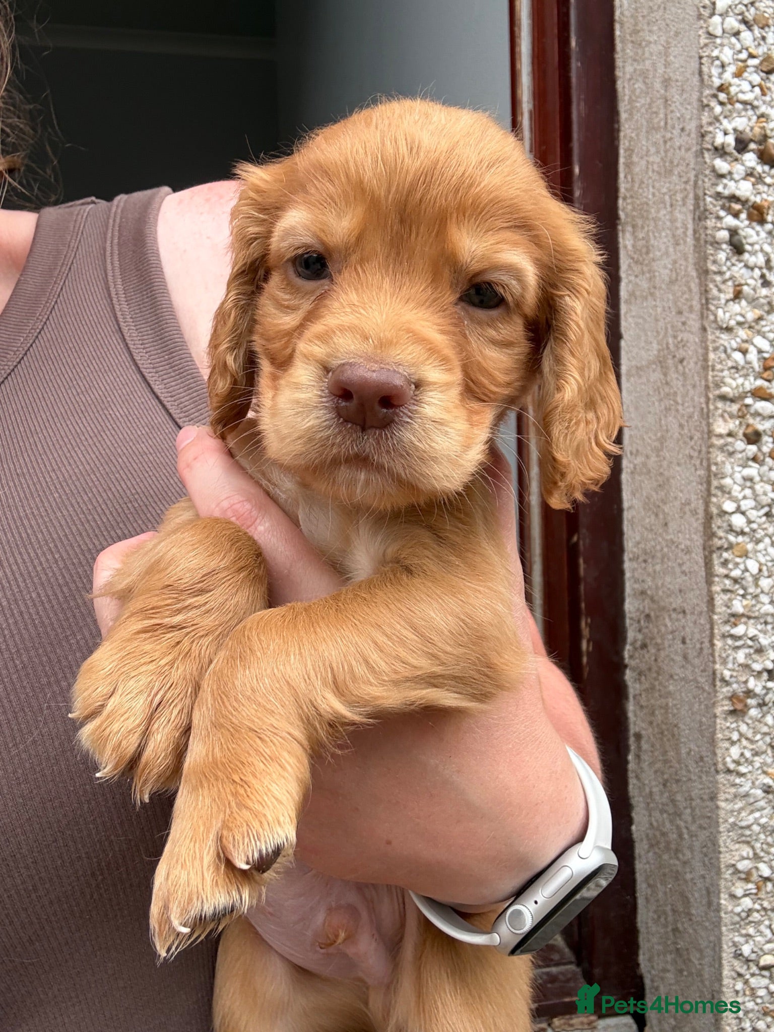 Cocker Spaniel dogs Cocker spaniel puppies - Advert 13