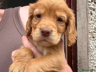 Cocker Spaniel dogs Cocker spaniel puppies - Advert 2