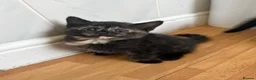 Mixed Breed cats for sale: Beautiful kittens looking for their forever homes - Advert 20