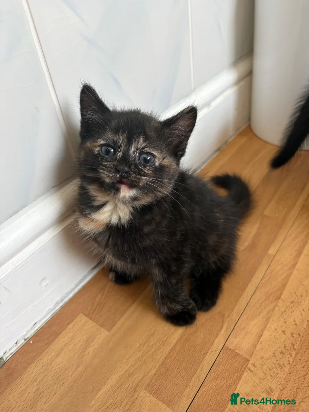Mixed Breed cats for sale: Beautiful kittens looking for their forever homes - Advert 20