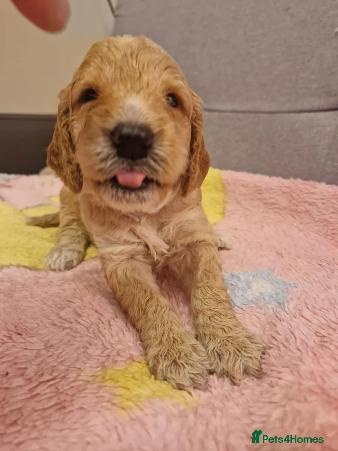 Cockapoo dogs for sale: F2 Cockapoo Puppies - Advert 27