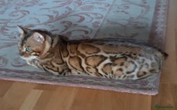 Bengal cats for sale: Full Pedigree Bengal boy - Image 4