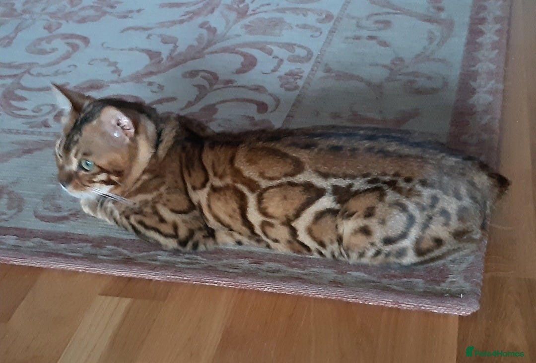 Bengal cats for sale: Full Pedigree Bengal boy - Image 4