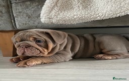 English Bulldog dogs for sale: Star Studded English Bulldogs - Image 4