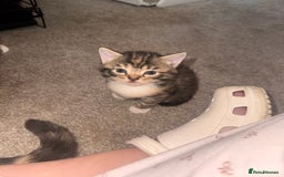 Mixed Breed cats for sale: Mixed breed kittens  - Image 8