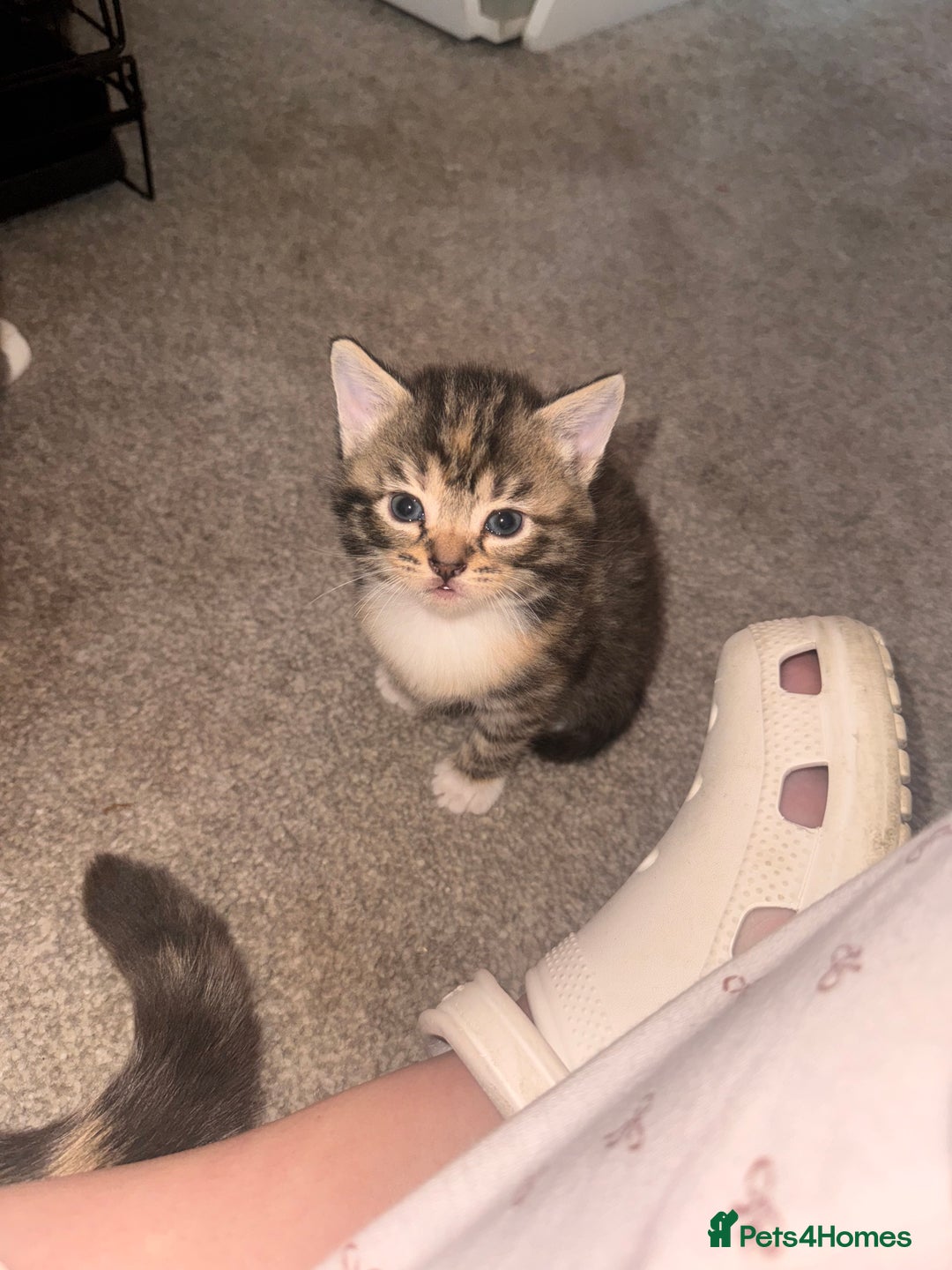 Mixed Breed cats for sale: Mixed breed kittens  - Image 8