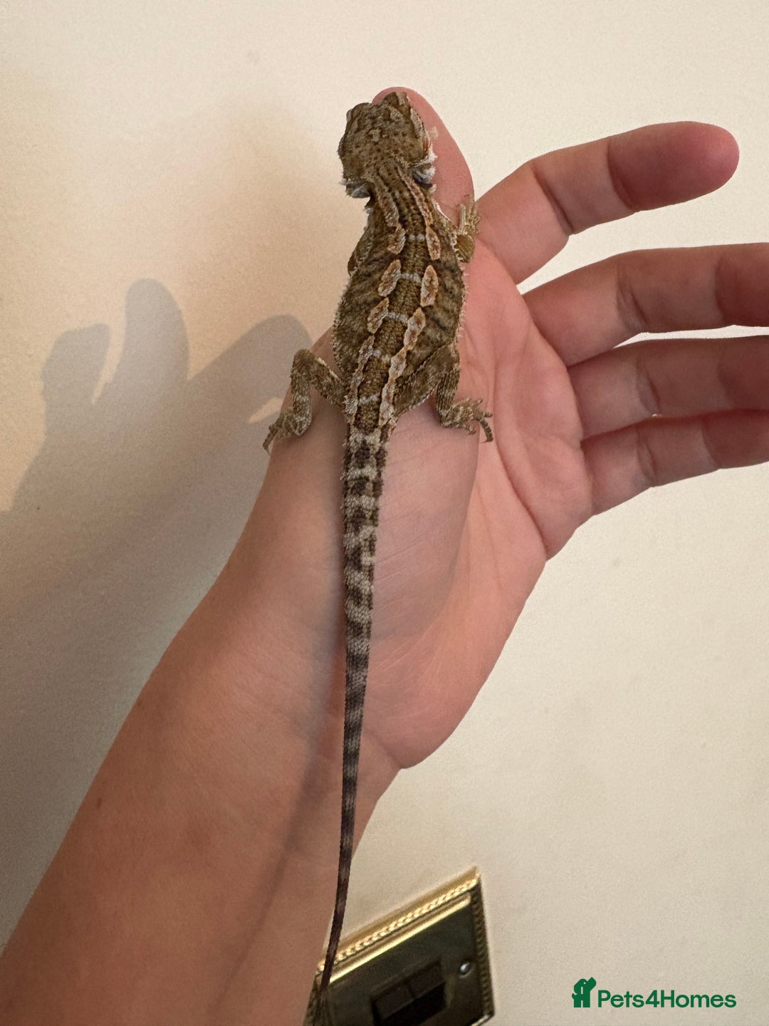 Bearded Dragon reptiles for sale: Mixed bearded dragons  in Nantwich - Image 3