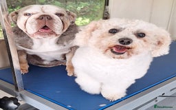Olde English Bulldogge dogs for sale: English bulldog - Image 11