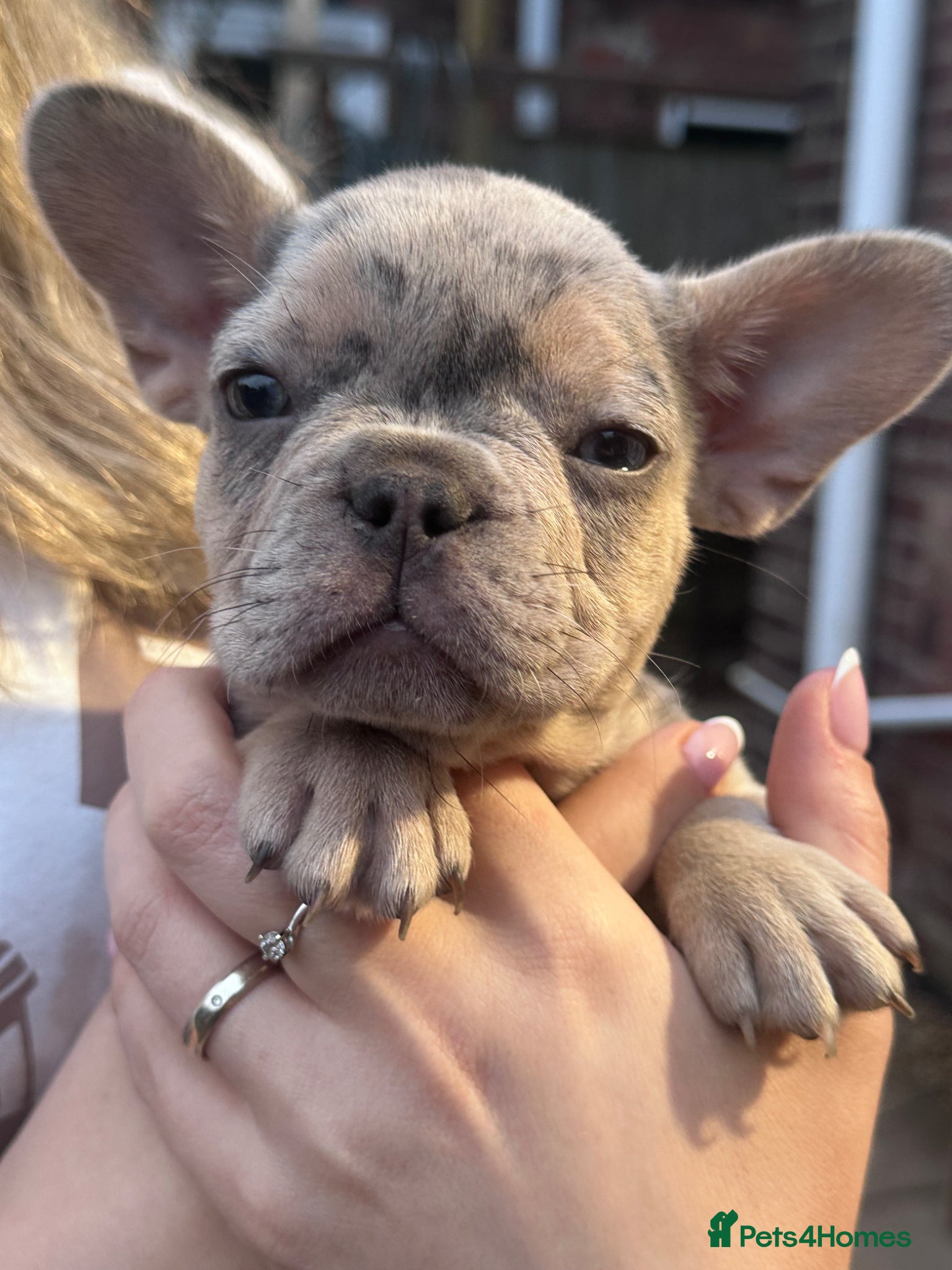 French Bulldog dogs LAST GIRL KC Registered French Bulldog Puppies🌟 - Advert 1