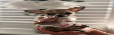 Pomchi 4