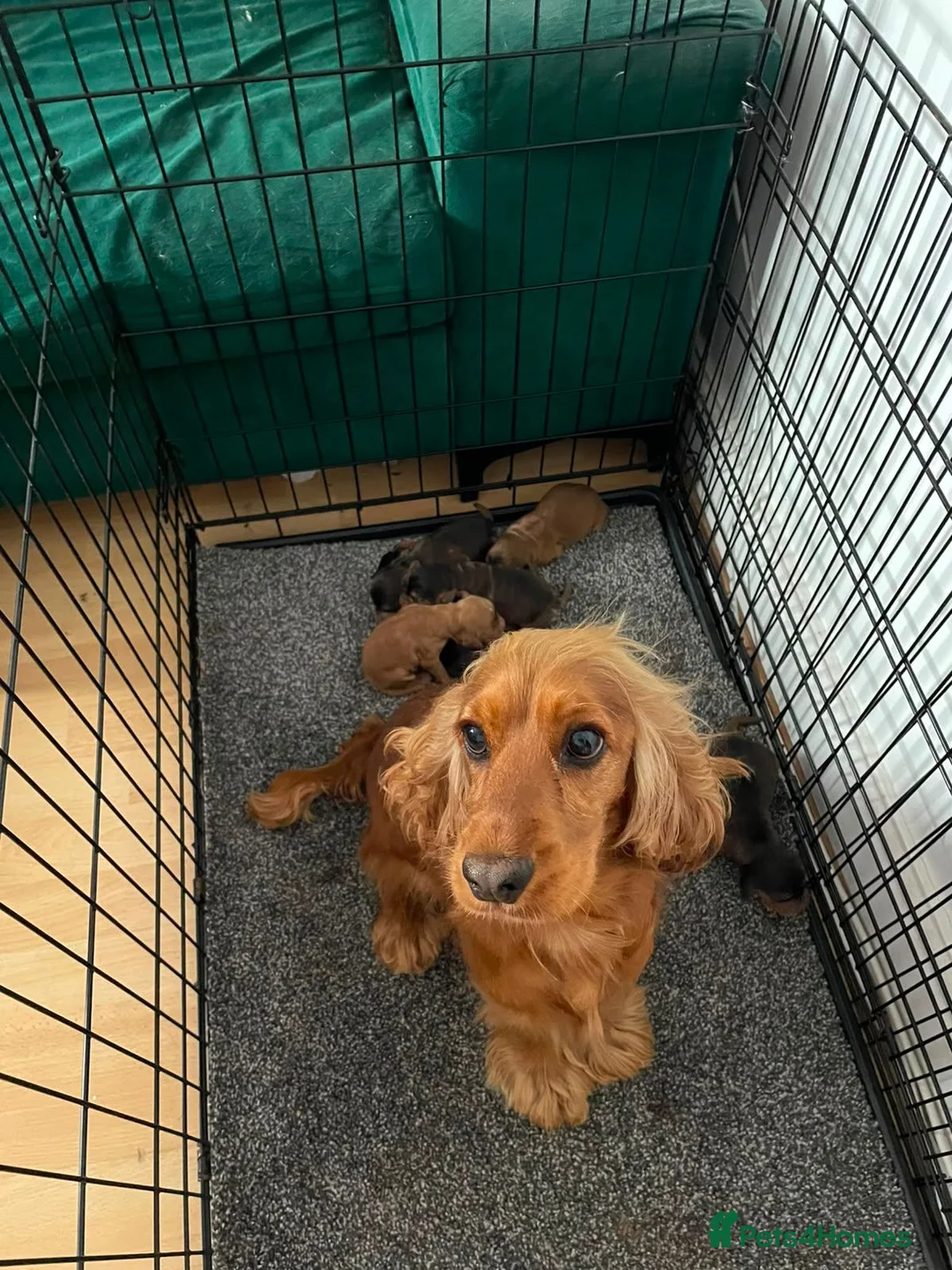 Cocker Spaniel dogs for sale: Cocker Spaniel KC Registered  - Advert 2