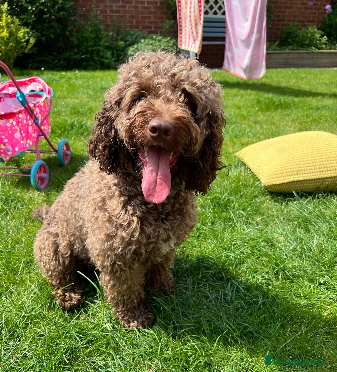 Cockapoo dogs for stud: PROVEN Chocolate brown cockapoo for stud in Boston - Advert 2