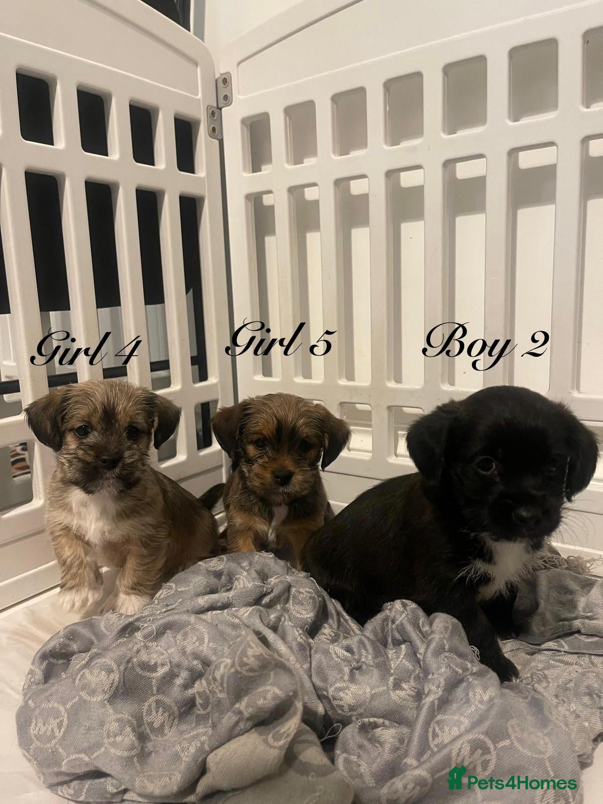 Shorkie dogs 7 adorable shih Tzu X Yorkshire terrier puppies  - Advert 1