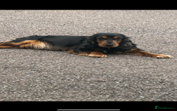 Cocker Spaniel dogs for sale: Cocker spaniel  - Image 8