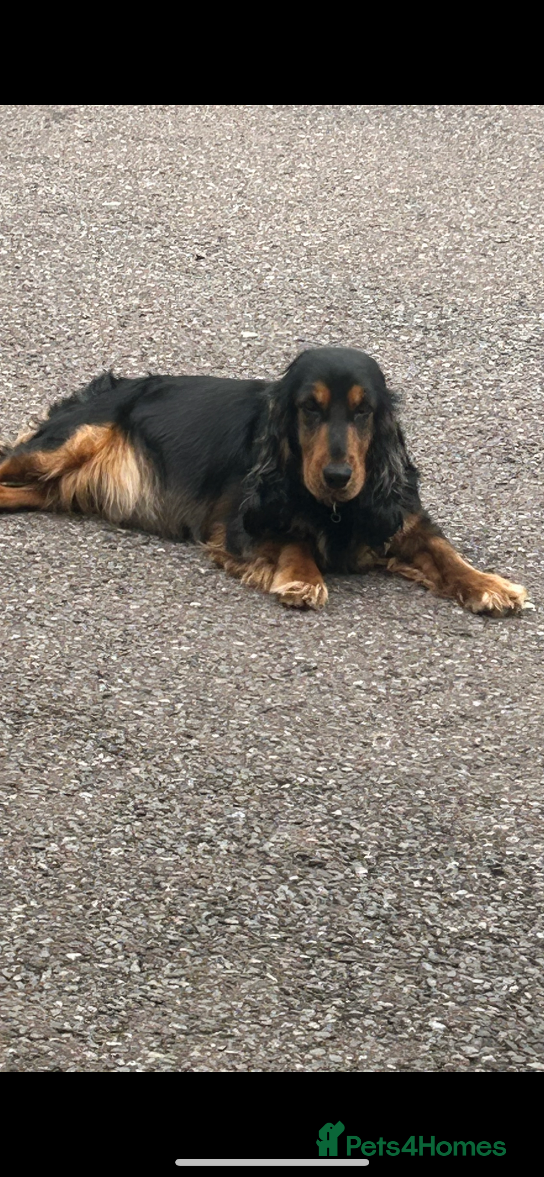 Cocker Spaniel dogs for sale: Cocker spaniel  - Image 8