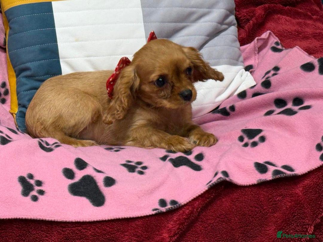 Cavalier King Charles Spaniel dogs for sale: Cavalier king Charles  Ruby's puppy's   - Image 10