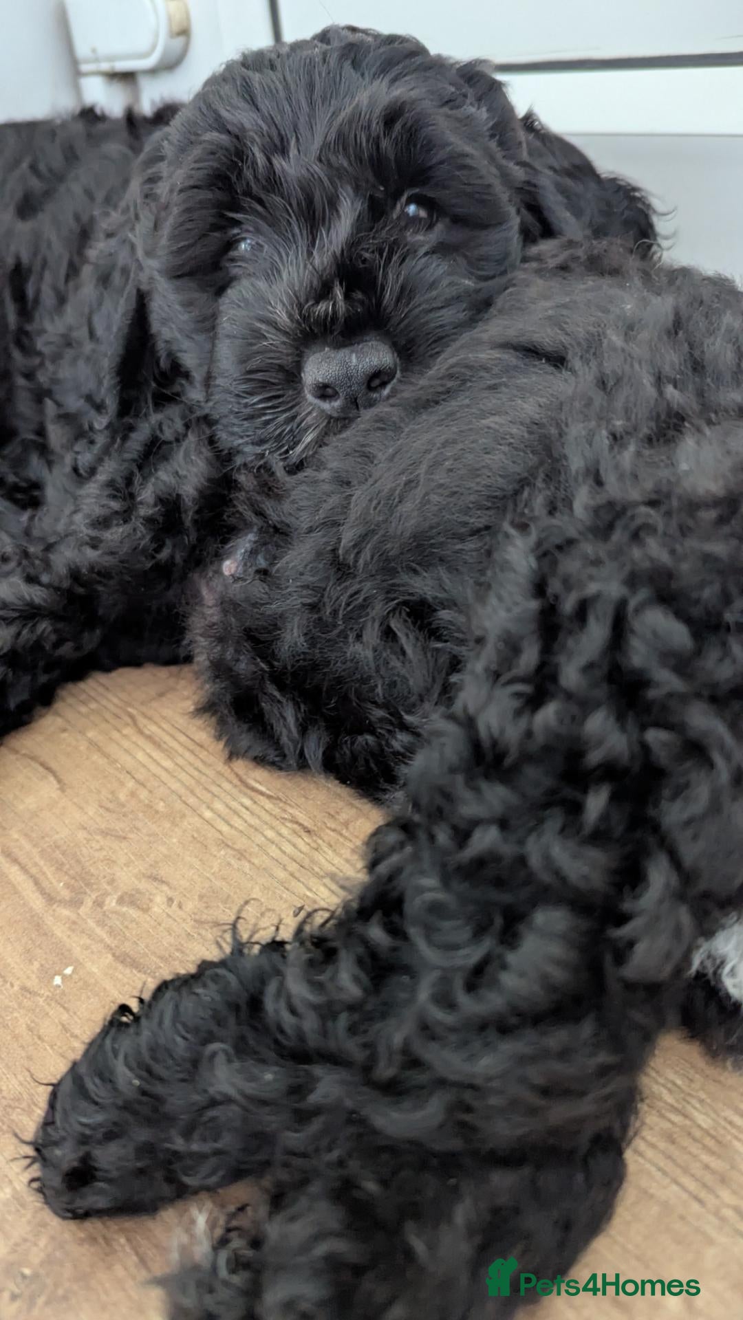Sheepadoodle dogs Our last sheepadoodle ❤️ F1 OES x POODLE - Advert 2