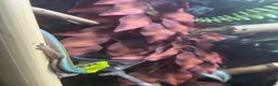 Gecko reptiles for sale: Neon day geckos  - Advert 2