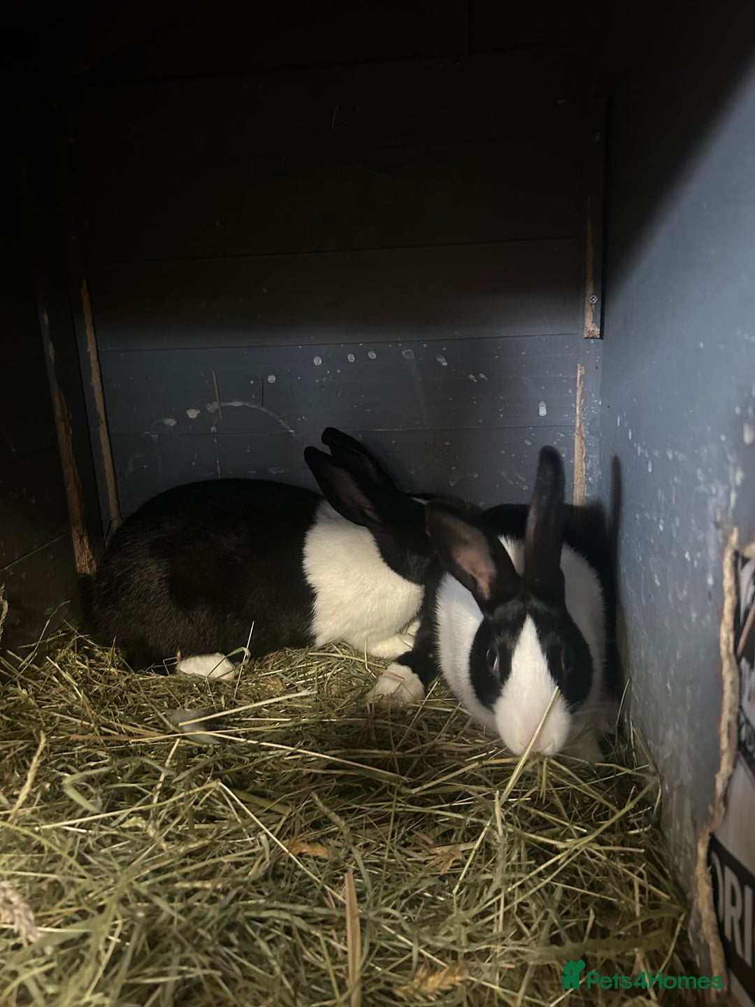 Netherland Dwarf rabbits for sale: Rabbits for sale  - Image 6