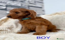 Cockapoo dogs for sale: STUNNING F1 FOX RED COCKERPOO PUPPIES - Image 4