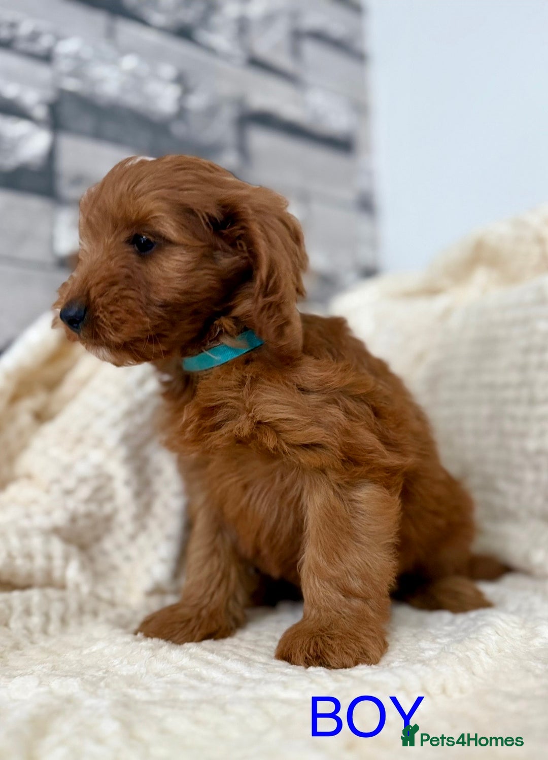 Cockapoo dogs for sale: STUNNING F1 FOX RED COCKERPOO PUPPIES - Image 4