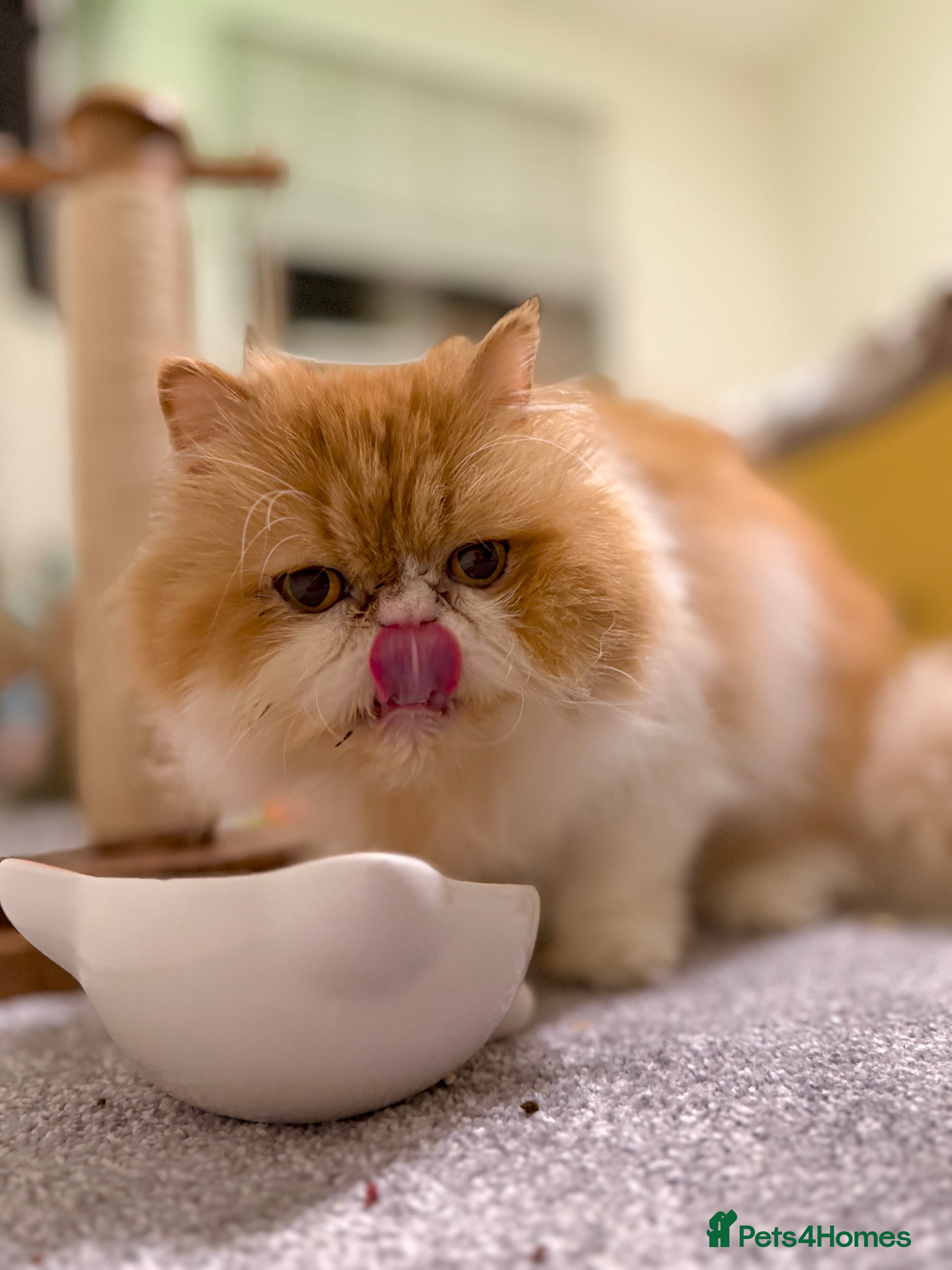 French Bulldog dogs French bulldog boy - Advert 9