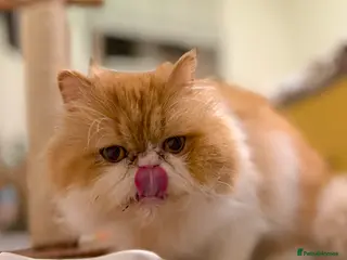 French Bulldog dogs French bulldog boy - Advert 9