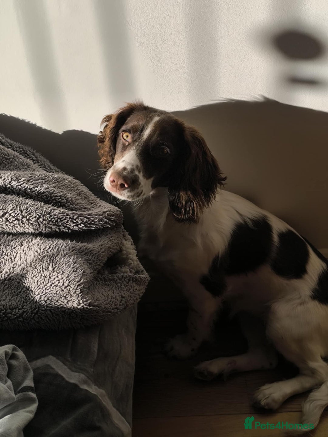 Sprocker dogs for sale: Family dog Sprocker puppy  - Advert 11