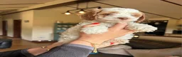 Cockapoo dogs for sale: Beautiful cockerpoos in Chichester - Advert 12