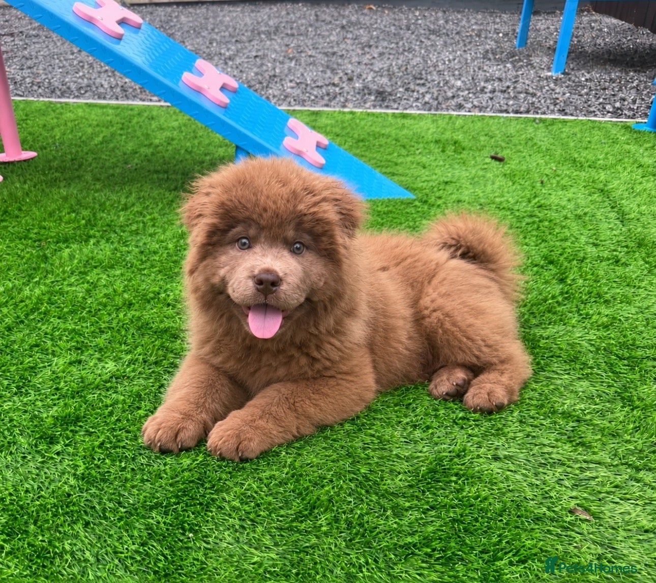 Chow Chow dogs for sale: Stunning rare lilac chow chow male puppy for sale  - Advert 2