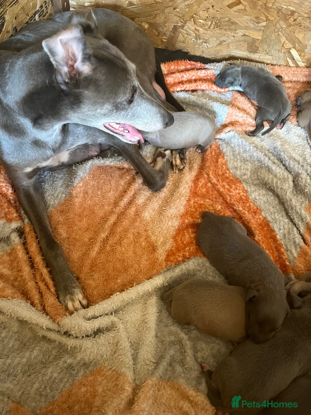 Whippet dogs for sale: 5 beautiful whippet puppies - Advert 12