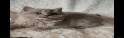British Longhair cats for sale: British long hairkittens - Advert 3