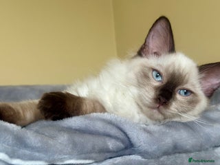 Ragdoll cats - Advert 6