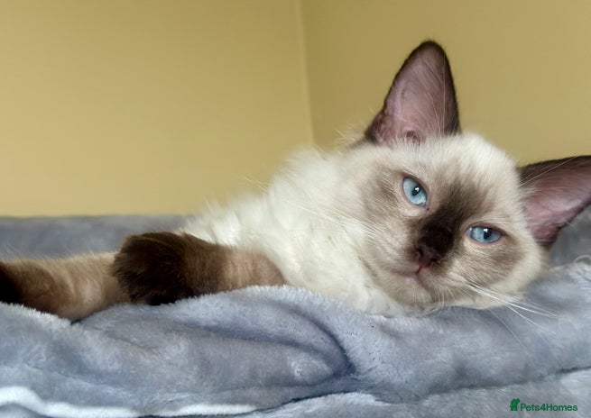 Ragdoll cats - Advert 6