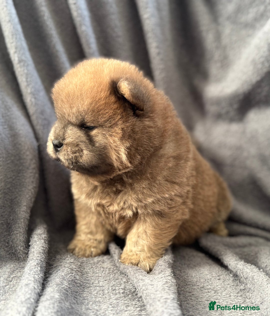 Chow Chow dogs for sale: Wyvernwest -smooth and rough puppies available 🐶  - Image 3