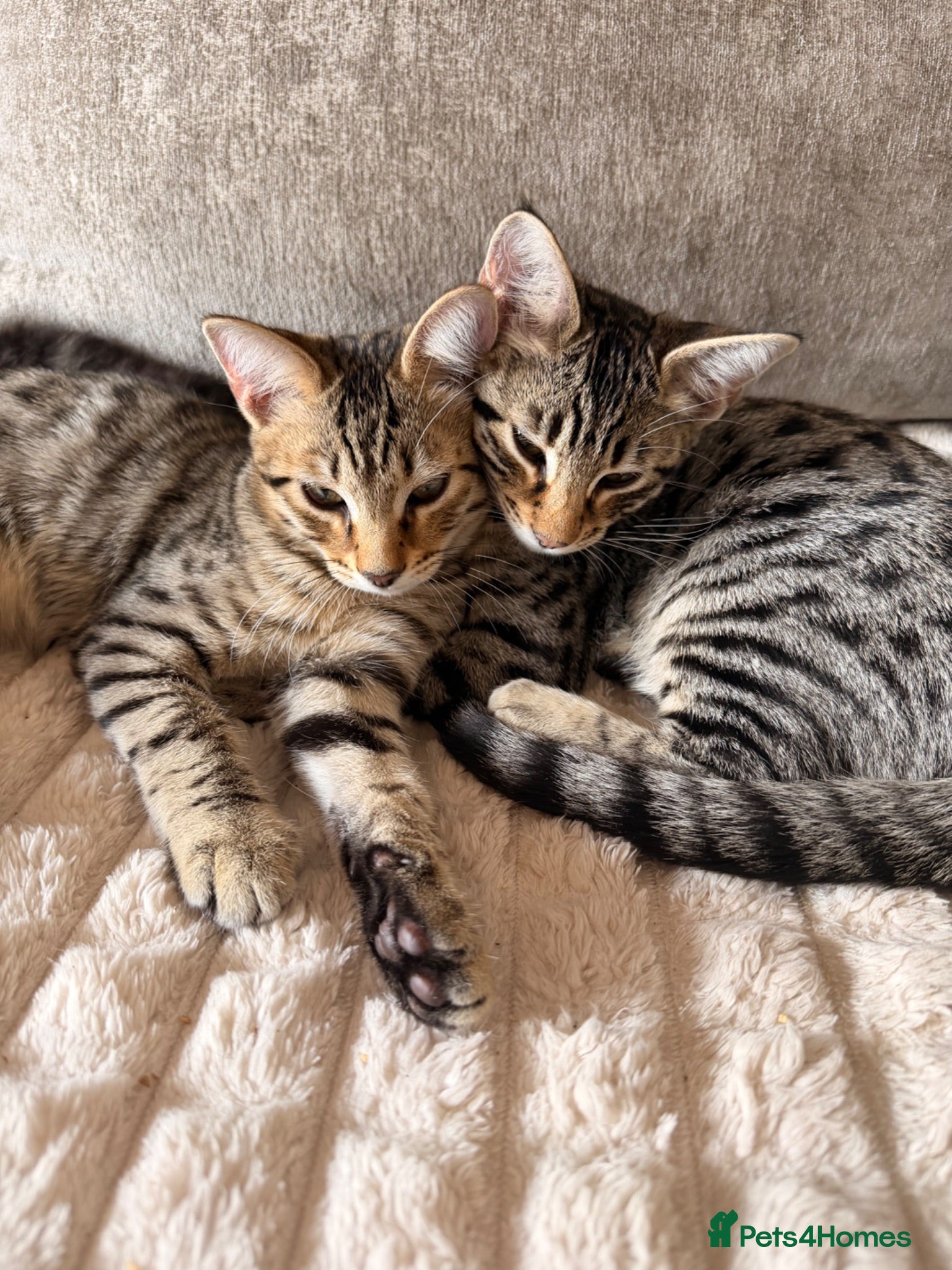 Savannah cats Ready to leave f4 kitten  - Advert 1