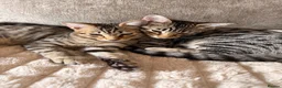 Savannah cats for sale: Ready to leave f4 kitten  - Advert 1