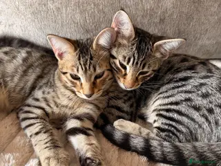 Savannah cats Ready to leave f4 kitten - Advert 10