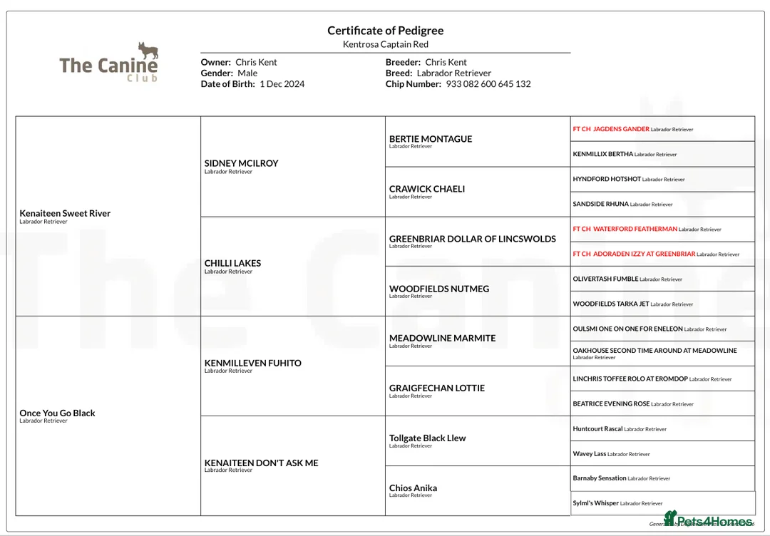 Labrador Retriever dogs for stud: Fox Red Labrador for Stud - Advert 6