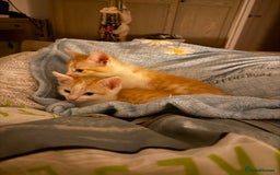 Oriental cats for sale: The Cutest Babies Hand Reared From 2 Weeks - Image 20